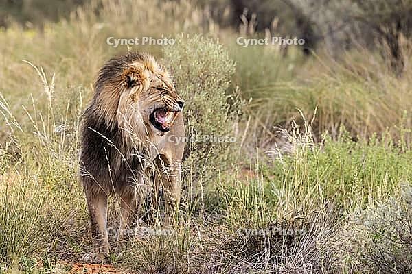 Lion (Panthera leo). Black-maned Kalahari male doing the flehmen response. Kalahari Desert, Kgalagadi Transfrontier Park, South Africa [IBR125204092]
