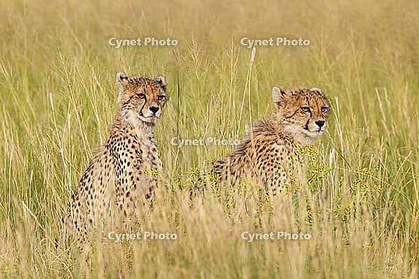 Cheetah (Acinonyx jubatus). Two cubs. Siblings. Kalahari Desert, Kgalagadi Transfrontier Park, South Africa [IBR125204093]