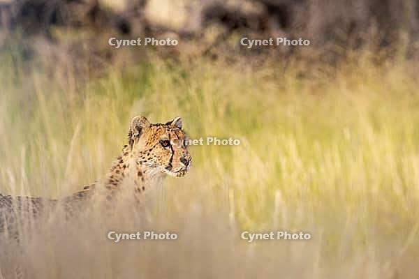 Cheetah (Acinonyx jubatus). Female. Kalahari Desert, Kgalagadi Transfrontier Park, South Africa [IBR125204094]