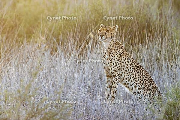 Cheetah (Acinonyx jubatus). Female at sunrise. Kalahari Desert, Kgalagadi Transfrontier Park, South Africa [IBR125204095]