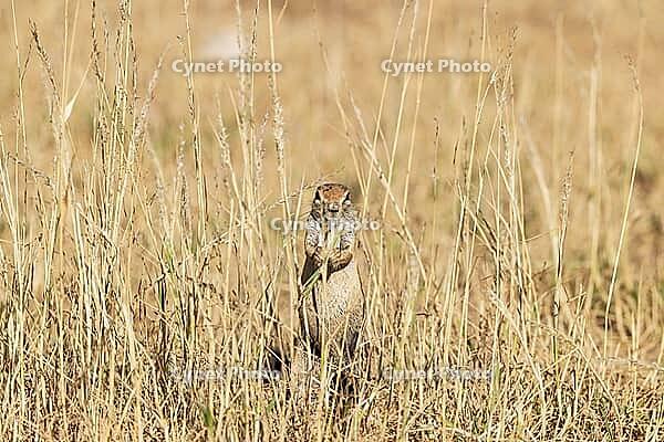 Cape Ground Squirrel (Xerus inauris). Female, feeding. Kalahari Desert, Kgalagadi Transfrontier Park, South Africa [IBR125204096]