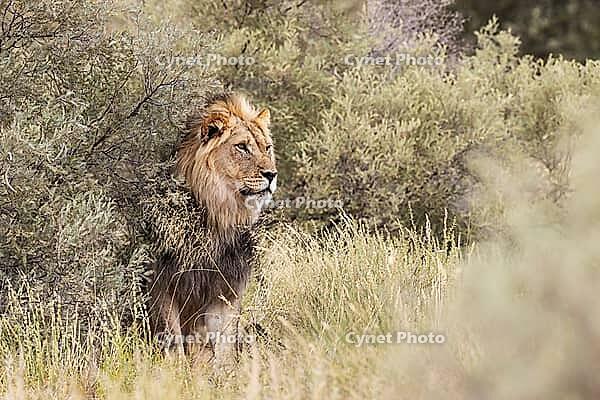 Lion (Panthera leo). Black-maned Kalahari male. Kalahari Desert, Kgalagadi Transfrontier Park, South Africa [IBR125204098]