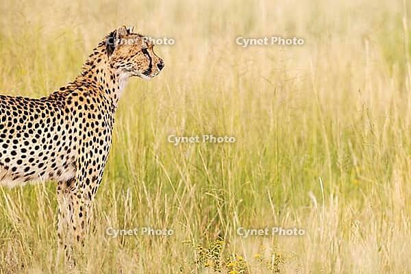 Cheetah (Acinonyx jubatus). Female. Kalahari Desert, Kgalagadi Transfrontier Park, South Africa [IBR125204099]