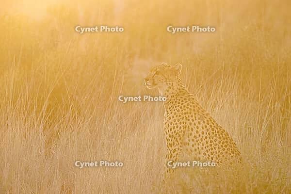 Cheetah (Acinonyx jubatus). Female at sunrise. Kalahari Desert, Kgalagadi Transfrontier Park, South Africa [IBR125204101]