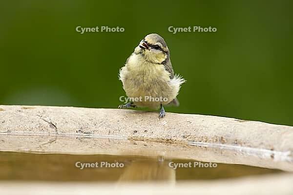 Blue tit (Cyanistes caeruleus) adult garden bird drinking water from a bird bath, England, United Kingdom [IBR125204102]