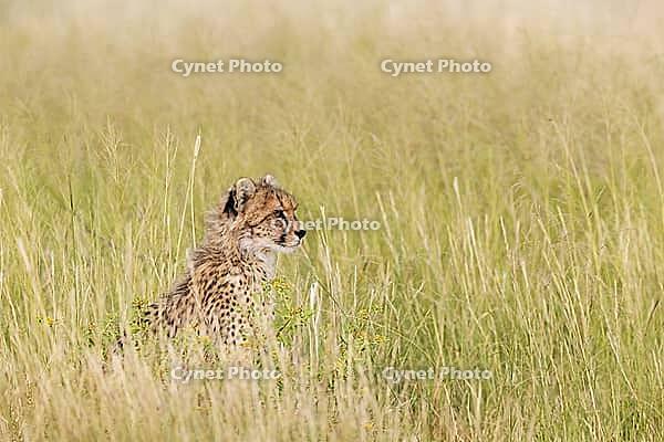 Cheetah (Acinonyx jubatus). Cub. Kalahari Desert, Kgalagadi Transfrontier Park, South Africa [IBR125204103]