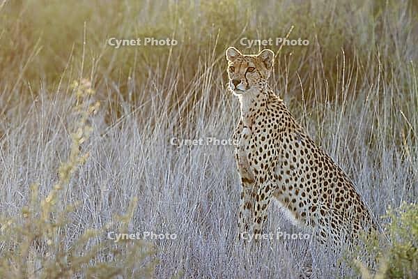 Cheetah (Acinonyx jubatus). Female at sunrise. Kalahari Desert, Kgalagadi Transfrontier Park, South Africa [IBR125204104]