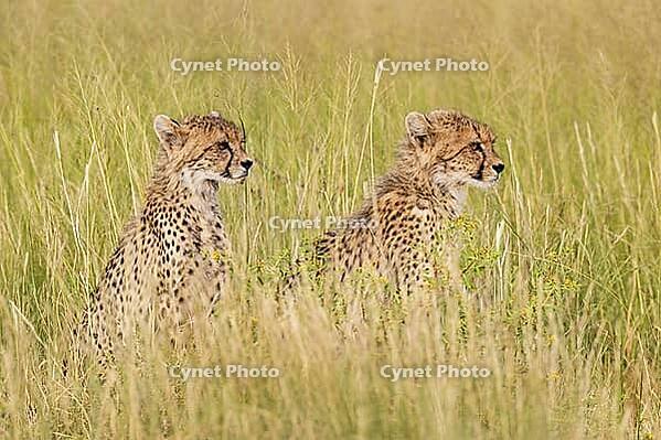 Cheetah (Acinonyx jubatus). Two cubs. Siblings. Kalahari Desert, Kgalagadi Transfrontier Park, South Africa [IBR125204105]