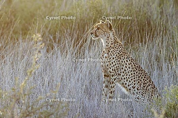 Cheetah (Acinonyx jubatus). Female at sunrise. Kalahari Desert, Kgalagadi Transfrontier Park, South Africa [IBR125204106]
