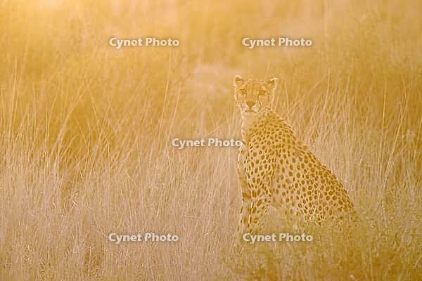 Cheetah (Acinonyx jubatus). Female at sunrise. Kalahari Desert, Kgalagadi Transfrontier Park, South Africa [IBR125204107]