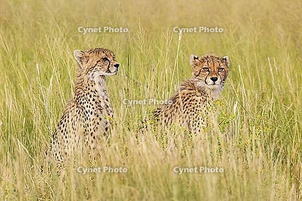 Cheetah (Acinonyx jubatus). Two cubs. Siblings. Kalahari Desert, Kgalagadi Transfrontier Park, South Africa [IBR125204108]