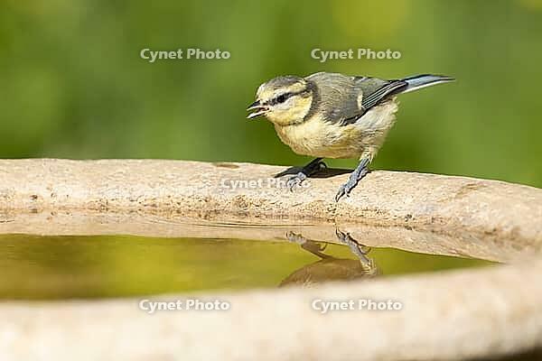 Blue tit (Cyanistes caeruleus) adult garden bird drinking water from a bird bath, England, United Kingdom [IBR125204109]