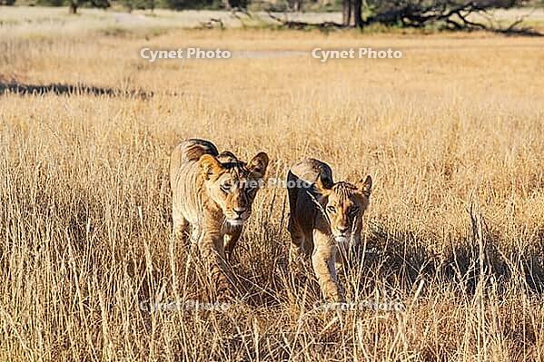 Lion (Panthera leo). Different aged cubs. Kalahari Desert, Kgalagadi Transfrontier Park, South Africa [IBR125204110]