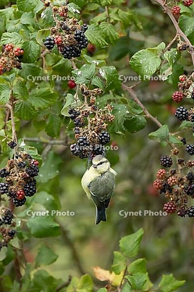 Blue tit (Cyanistes caeruleus) adult bird in a hedgerow on blackberries fruit in summer, England, United Kingdom [IBR125204111]