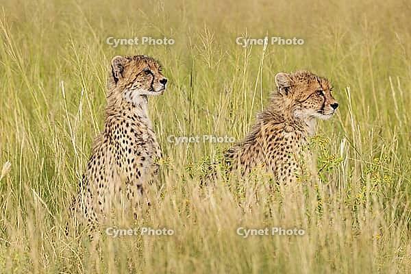Cheetah (Acinonyx jubatus). Two cubs. Siblings. Kalahari Desert, Kgalagadi Transfrontier Park, South Africa [IBR125204112]