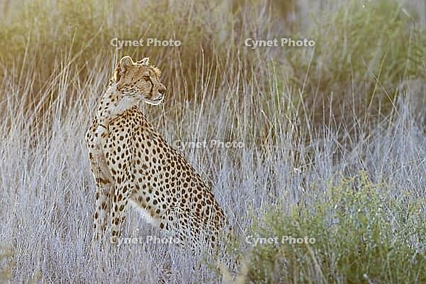 Cheetah (Acinonyx jubatus). Female at sunrise. Kalahari Desert, Kgalagadi Transfrontier Park, South Africa [IBR125204113]