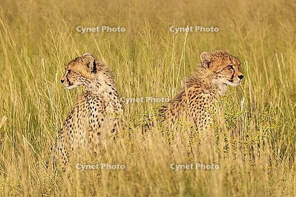 Cheetah (Acinonyx jubatus). Two cubs. Siblings. Kalahari Desert, Kgalagadi Transfrontier Park, South Africa [IBR125204114]