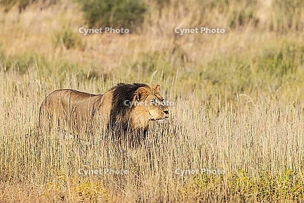 Lion (Panthera leo). Black-maned Kalahari male stalking. Kalahari Desert, Kgalagadi Transfrontier Park, South Africa [IBR125204115]
