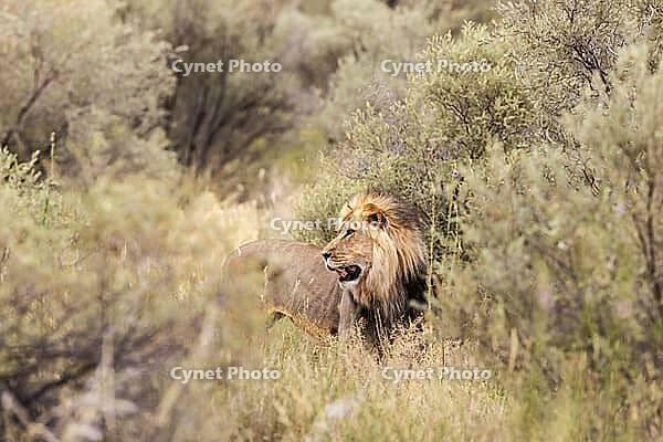 Lion (Panthera leo). Black-maned Kalahari male. Kalahari Desert, Kgalagadi Transfrontier Park, South Africa [IBR125204116]