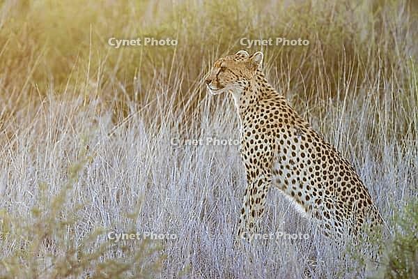 Cheetah (Acinonyx jubatus). Female at sunrise. Kalahari Desert, Kgalagadi Transfrontier Park, South Africa [IBR125204117]
