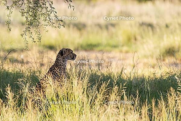 Cheetah (Acinonyx jubatus). Female. Kalahari Desert, Kgalagadi Transfrontier Park, South Africa [IBR125204119]