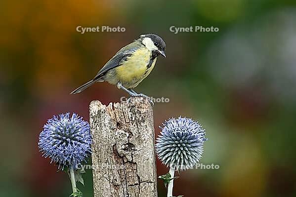 Great tit (Parus major) adult garden bird on a fence post with Globe thistle flowers in summer, England, United Kingdom [IBR125204121]