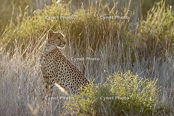 Cheetah (Acinonyx jubatus). Female in the early morning. Kalahari Desert, Kgalagadi Transfrontier Park, South Africa [IBR125204122]