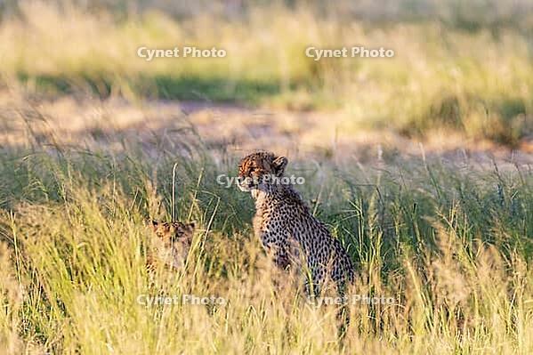 Cheetah (Acinonyx jubatus). Female on the left and cub. Kalahari Desert, Kgalagadi Transfrontier Park, South Africa [IBR125204124]
