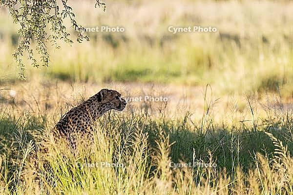 Cheetah (Acinonyx jubatus). Female. Kalahari Desert, Kgalagadi Transfrontier Park, South Africa [IBR125204125]