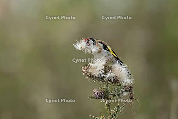 European goldfinch (Carduelis carduelis) adult garden bird feeding on thistle seeds in summer, England, United Kingdom [IBR125204126]
