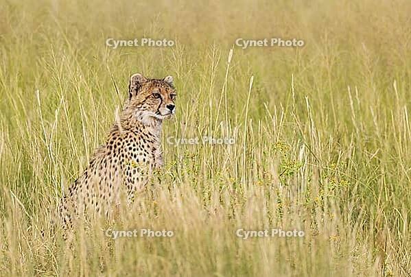 Cheetah (Acinonyx jubatus). Cub. Kalahari Desert, Kgalagadi Transfrontier Park, South Africa [IBR125204127]