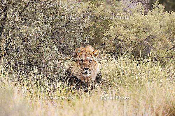 Lion (Panthera leo). Black-maned Kalahari male. Kalahari Desert, Kgalagadi Transfrontier Park, South Africa [IBR125204129]