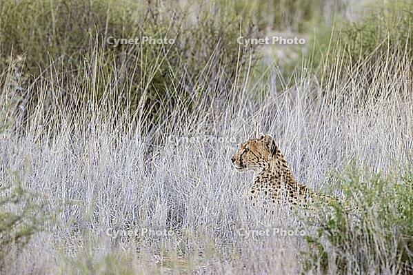 Cheetah (Acinonyx jubatus). Female at dawn. Kalahari Desert, Kgalagadi Transfrontier Park, South Africa [IBR125204130]