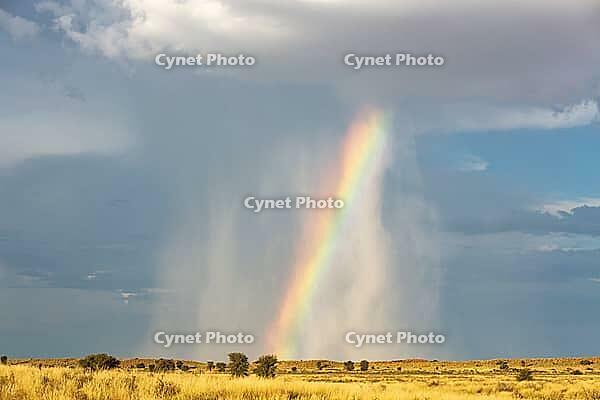 Rain and rainbow during the rainy season in the Kalahari Desert, Kgalagadi Transfrontier Park, South Africa [IBR125204131]
