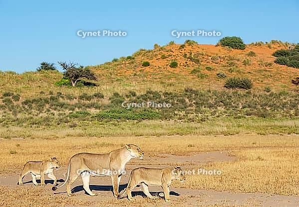 Lion (Panthera leo). Female with cubs. Kalahari Desert, Kgalagadi Transfrontier Park, South Africa [IBR125204132]