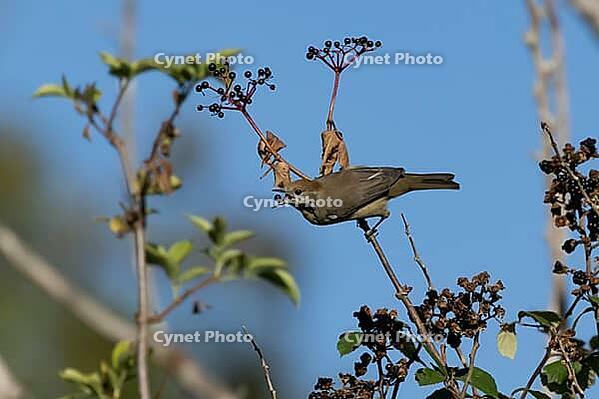Eurasian blackcap (Sylvia atricapilla) adult female bird in a hedgerow feeding on Elder berries fruit in summer, England, United Kingdom [IBR125204133]