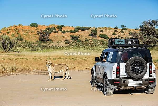 Lion (Panthera leo). Female and tourist vehicle. Kalahari Desert, Kgalagadi Transfrontier Park, South Africa [IBR125204135]