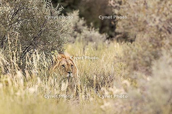 Lion (Panthera leo). Male. Kalahari Desert, Kgalagadi Transfrontier Park, South Africa [IBR125204137]