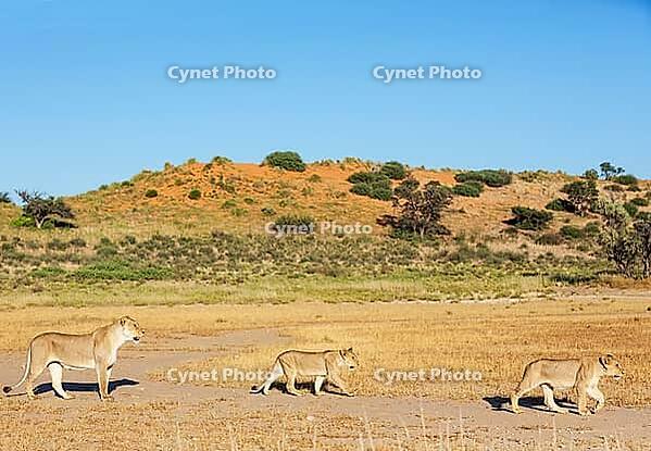 Lion (Panthera leo). Female with cubs. Kalahari Desert, Kgalagadi Transfrontier Park, South Africa [IBR125204138]