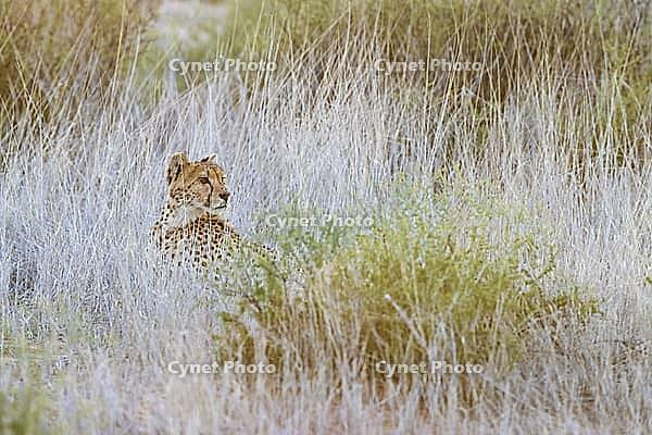 Cheetah (Acinonyx jubatus). Female at dawn. Kalahari Desert, Kgalagadi Transfrontier Park, South Africa [IBR125204139]