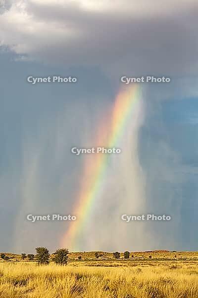 Rain and rainbow during the rainy season in the Kalahari Desert, Kgalagadi Transfrontier Park, South Africa [IBR125204141]
