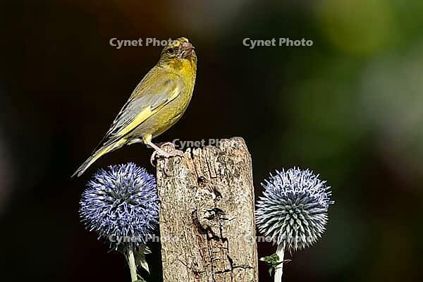 European greenfinch (Chloris chloris) adult garden bird on a fence post with Globe thistle flowers in summer, England, United Kingdom [IBR125204142]