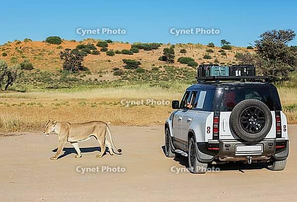 Lion (Panthera leo). Female and tourist vehicle. Kalahari Desert, Kgalagadi Transfrontier Park, South Africa [IBR125204143]