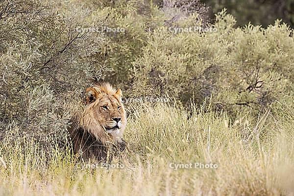 Lion (Panthera leo). Black-maned Kalahari male. Kalahari Desert, Kgalagadi Transfrontier Park, South Africa [IBR125204144]