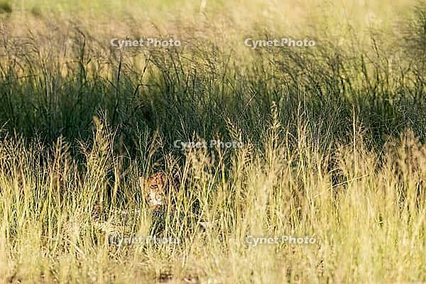 Cheetah (Acinonyx jubatus). Female, resting in the evening. Kalahari Desert, Kgalagadi Transfrontier Park, South Africa [IBR125204149]