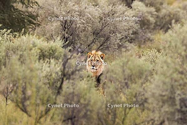 Lion (Panthera leo). Male. Kalahari Desert, Kgalagadi Transfrontier Park, South Africa [IBR125204150]