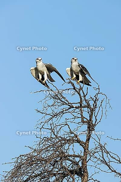 Black-winged Kite (Elanus caeruleus). Pair. Kalahari Desert, Kgalagadi Transfrontier Park, South Africa [IBR125204151]