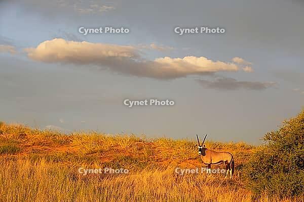 Gemsbok (Oryx gazella). In the early morning at a grass-grown sand dune. Kalahari Desert, Kgalagadi Transfrontier Park, South Africa [IBR125204152]