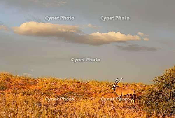 Gemsbok (Oryx gazella). In the early morning at a grass-grown sand dune. Kalahari Desert, Kgalagadi Transfrontier Park, South Africa [IBR125204153]