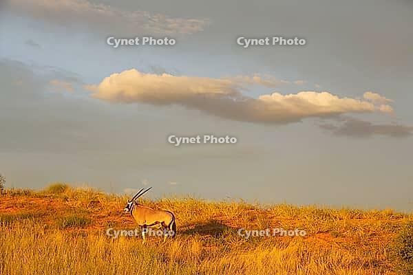 Gemsbok (Oryx gazella). In the early morning at a grass-grown sand dune. Kalahari Desert, Kgalagadi Transfrontier Park, South Africa [IBR125204154]